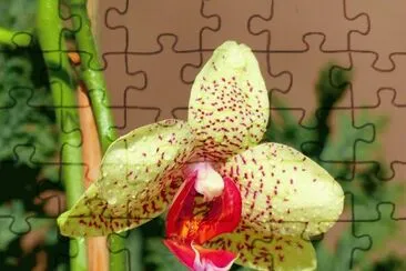 orquÃ­dea jigsaw puzzle