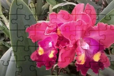 imagens jigsaw puzzle