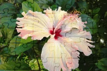 hibisco jigsaw puzzle