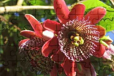 פאזל של Flores