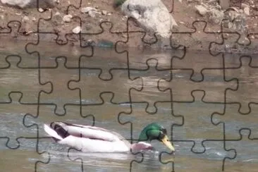 פאזל של Mallard inthe river Lagan