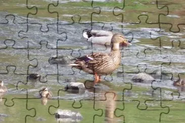 פאזל של Mummy and chicks