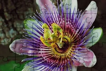 פאזל של Flower