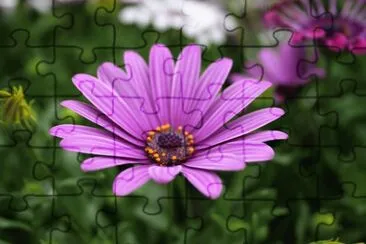 Flower jigsaw puzzle