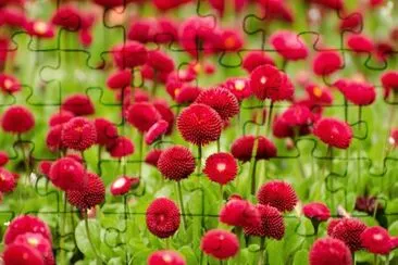 Red Meadow Flowers jigsaw puzzle