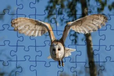 Barn Owl jigsaw puzzle