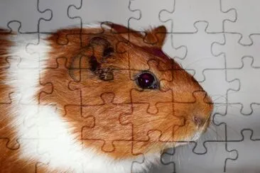 פאזל של Guinea Pig