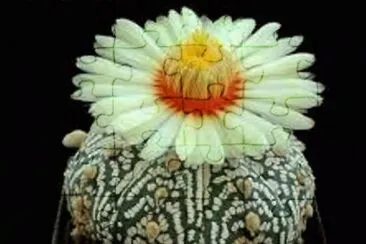 flores jigsaw puzzle