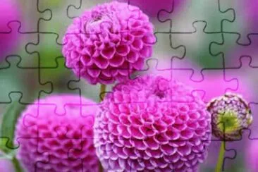 flores jigsaw puzzle