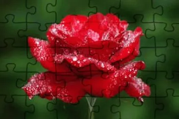 flores jigsaw puzzle