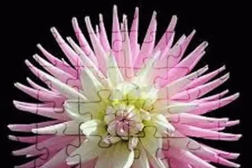 flores jigsaw puzzle