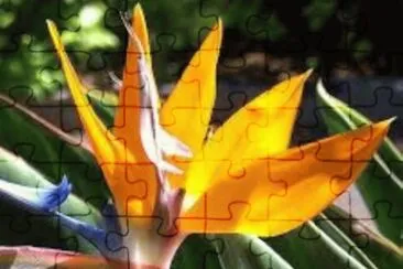 flores jigsaw puzzle