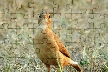 João de Barro jigsaw puzzle