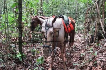 Cavalos Arreados