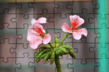 Flowers jigsaw puzzle