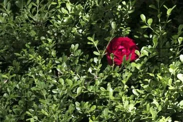 rosa roja jigsaw puzzle