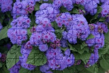 Ageratum or Floss Flowers
