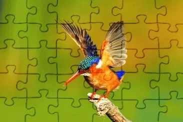 bird jigsaw puzzle