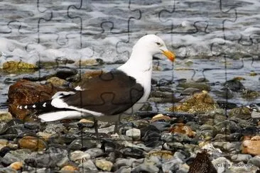 gaviota jigsaw puzzle