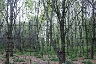 In the woods jigsaw puzzle