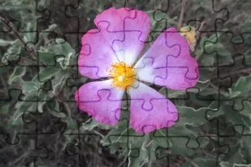פאזל של Flower at Golden Gate Park, San Francisco, CA
