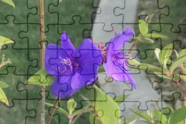 פאזל של Flower at Golden Gate Park, San Francisco, CA