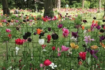 tulipanes