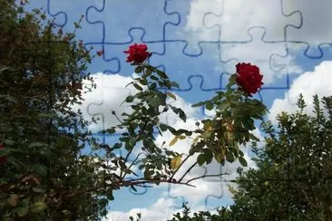 rosas rojas jigsaw puzzle
