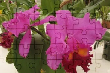orquÃ­deas jigsaw puzzle