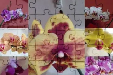 orquideas jigsaw puzzle