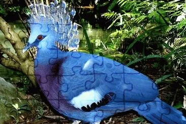 Blue Crown Feathered Bird-Amazon Rain Forest