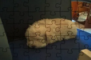 CÃ£ozinho dormindo jigsaw puzzle