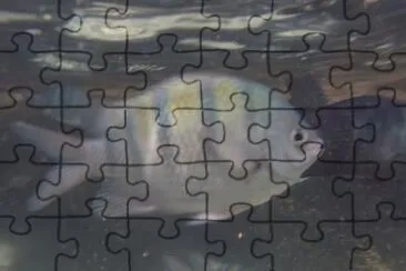Peixinho jigsaw puzzle