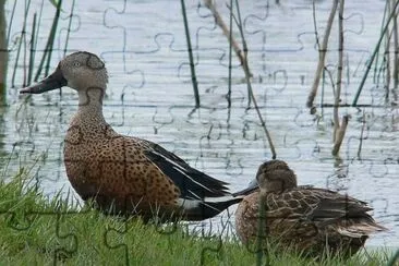 patos cuchara