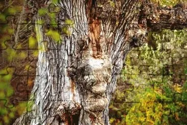 פאזל של old tree face