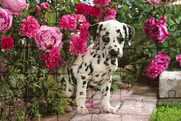 Animais