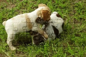 cachorritos jigsaw puzzle