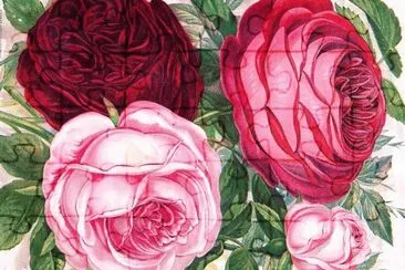 rosas