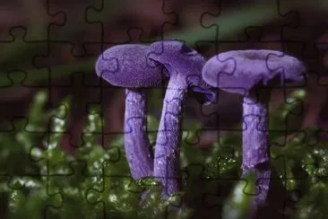 פאזל של Unusal Amethyst Deceiver Mushrooms