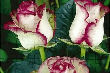 roses