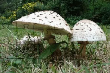 hongos