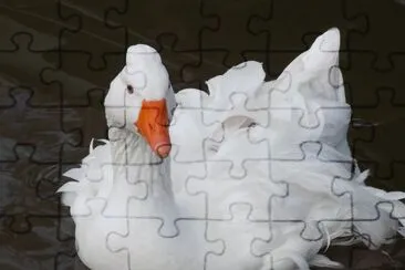 pato elegante jigsaw puzzle