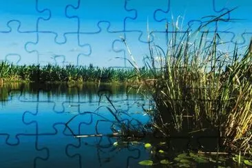 En Esteros del IberÃ¡. Corrientes. Argentina jigsaw puzzle