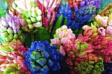 Hyacinth jigsaw puzzle