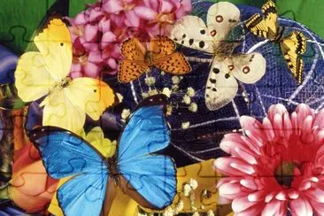 mariposas