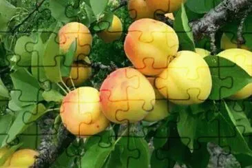 imagens jigsaw puzzle