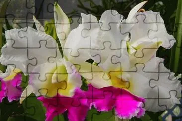  jigsaw puzzle