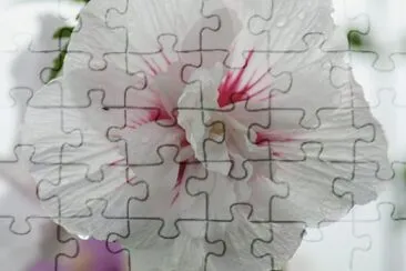  jigsaw puzzle