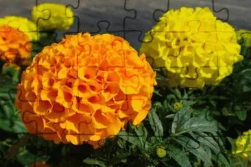  jigsaw puzzle