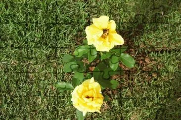 Rosas Amarelas